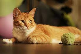 weight loss and chronic disease in cats
