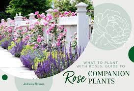 with roses guide to rose companion plants