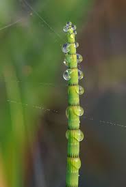 Equisetum fluviatile - Wikipedia