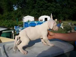 Reputable breeders will screen their dogs to prevent passing issues to puppies, so make sure you are asking about the health history of both of the parents. Akc Great Dane Pup For Sale In Richmond Virginia Classified Americanlisted Com