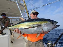 Yellowfin Tuna Tactics Fishtrack Com