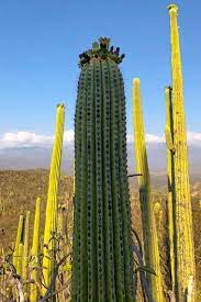 neobuxbaumia tetetzo teteche cactus