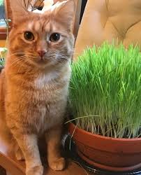 Houseplants Safe From Cats