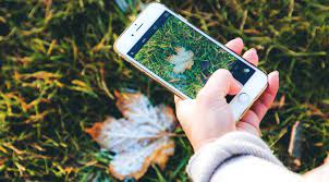 Identify plants and flowers when you upload a picture or take a photo with your phone. The Best Plant Identification Apps The Plant Guide