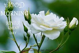 All of the images are. 40 Best Good Morning White Rose Images Only White Rose Images Good Morning Love Images Pictures Quotes And Greetings