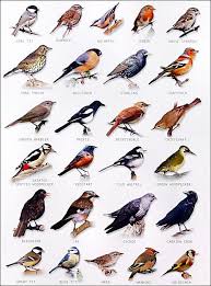 Garden Bird Chart Bird Identification Birds Wild Birds