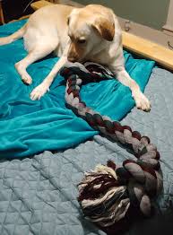 Once you find pet store near me you are comfortable with you will probably be happy. The Pet Store Near Me Was Selling Comically Large Rope Toys For Dogs She Is Confused But She Loves It Pics