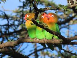 what species of lovebirds are there