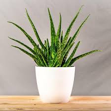 Aloe vera plants can be grown outdoors but they will not survive temperatures below freezing. Buy Aloe Vera Plants Online Healing Plant Garden Goods Direct
