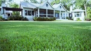 common types of zoysia gr sod