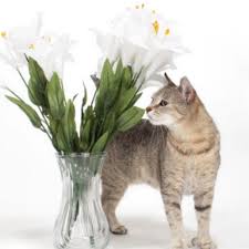 Some are mildly poisonous and some are fatal. Lily Toxicity In Cats Vetcare Pet Hospital