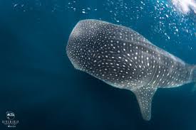 get to know the whale shark