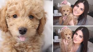 meet ralphie my toy poodle puppy