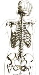 Rib cage, in vertebrate anatomy, basketlike skeletal structure that forms the chest, or thorax, and is made up of the ribs and their corresponding attachments to the sternum (breastbone) and the vertebral column. Rib Cage Wikipedia