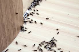 how to get rid of ants true value