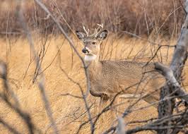 Habitat Needs Of White Tailed Deer