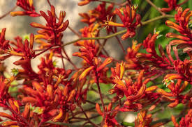 Charming Perth Native Plants