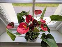 How do you keep anthuriums blooming?