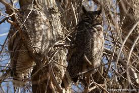 Where Do Great Horned Owls Nest Bear