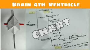 fourth ventricle of brain 1 theory