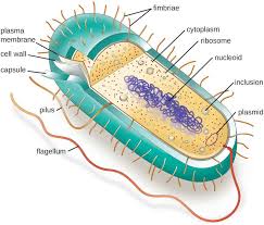 A typical eukaryotic cell is surrounded by a plasma membrane and contains many different structures and organelles with a. Differences Between Prokaryotic And Eukaryotic Cells