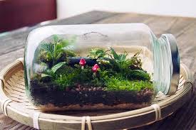 How To Make Your Own Terrarium