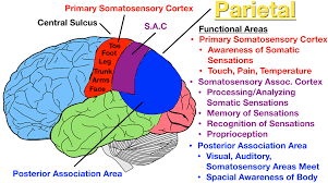 lobes of the brain cerebral cortex