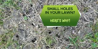 small holes in your lawn overnight