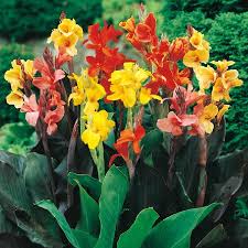 Canna lilies are big and bold, with leaves that fall into the large to huge range and flowers that follow suit. Mixed Canna Lily Bulbs Spring Bulbs Eden Brothers