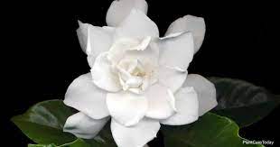 Tips On Miami Supreme Gardenia Growing