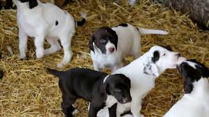 The catahoula leopard dog german shorthaired pointer mix, is a mixed breed dog resulting from breeding the catahoula leopard dog and the german shorthaired pointer. German Shorthaired Pointer Mix Puppies For Sale Youtube