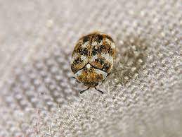 Frequent special offers and discounts up to 70% off for all products! Best Ways To Detect And Treat Carpet Beetles Acacia Pest Control Geelong