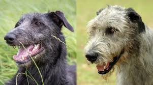 The german shepherd irish wolfhound mix is a mixed dog breed between the german shepherd and the irish wolfhound. Scottish Deerhound Vs Irish Wolfhound Breed Differences Similarities