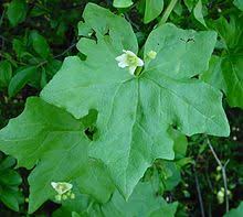 Bryonia dioica - Wikiwand