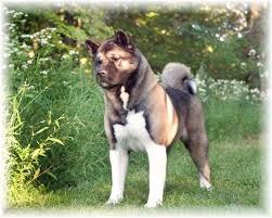 Koti akitas in akitas since 1981. Dog Breeders By State Best Dog Breeders In Usa Puppies For Sale