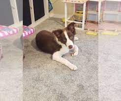 It is your responsibility to read this and learn with your pup the skills of living with a potential terrorist which has the brains to train you. Puppyfinder Com Border Collie Puppies Puppies For Sale Near Me In Oregon Usa Page 1 Displays 10