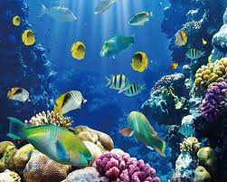 Underwater wallpaper, Fish background ...