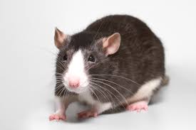 Image result for 6 week baby rat