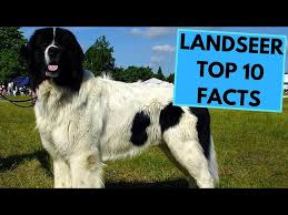 Ipa is a phonetic notation system that uses a set of symbols to represent each. How To Pronounce Newfoundland Dog Howtopronounce Com