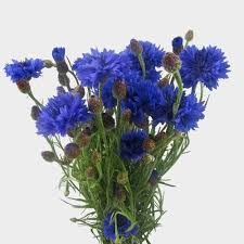 Take action now for maximum saving as these discount codes will not valid forever. Blue Flowers Wholesale Bulk Flowers Blooms By The Box