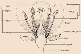 draw a diagram of a flower and name the