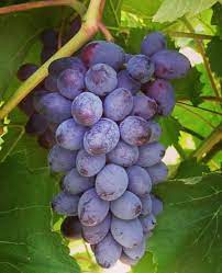 Uva roxa | Grape plant, Grapes, Fruit plants