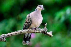 turtle dove facts and beyond