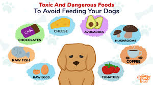 foods that are bad for dogs