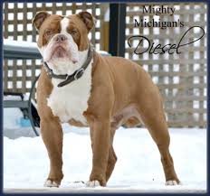 Bellow is the official american kennel club list of colors available for the english bulldog breed. Head Size 26 Weight 90 Lbs Registry Ioeba Color Chocolate Fawn Triple Carrier Carries Tri Lines Mighty Michigan B Bully Dog Old English Bulldog Bulldog