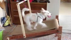 treadmill for dogs diy hot benim