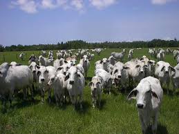 Brahman cattle may vary in color depending on the goals of the cattlemen who breed them, but their genetic purity does not. Double C Bar Ranch Is A Family Owned And Operated Brahman Cattle Ranch Located In Kenansville Florida Cattle Ranching Brahman Florida