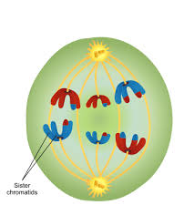 meiosis ses teachmephysiology