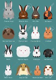 Rabbits Breeds Chart