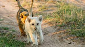 white lions of beyond ngala